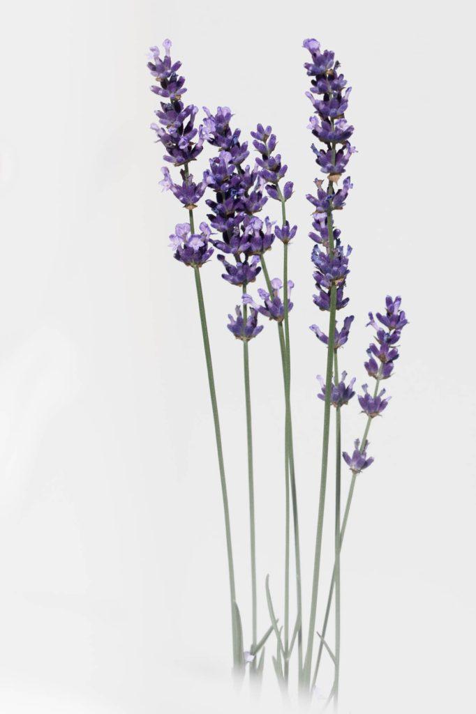 Lavender-Aromatherapy-Aroma 911-Blog1