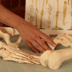Fundamentals of Anatomy Course